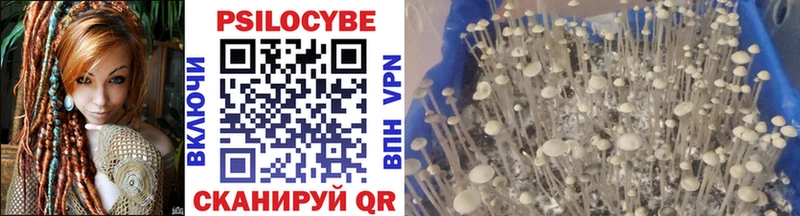 Купить Ува Псилоцибиновые грибы Psilocybe